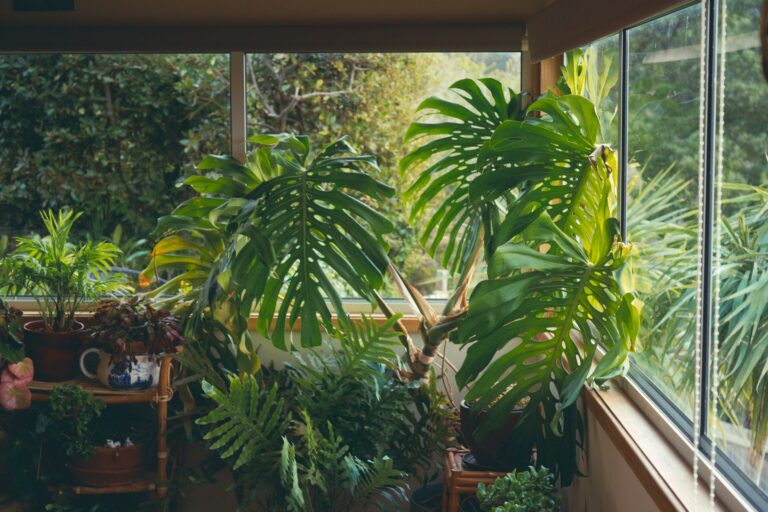 indoor houseplants living room